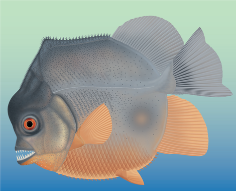 Artist’s impression of Piranhamesodon pinnatomus—now the oldest known flesh-eating bony fish.